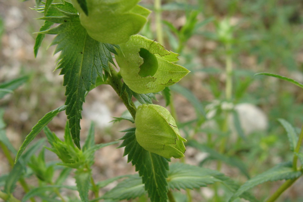 Изображение особи Rhinanthus aestivalis.