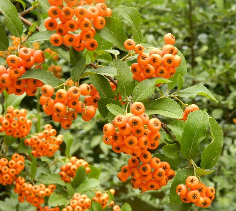 Image of Pyracantha coccinea specimen.