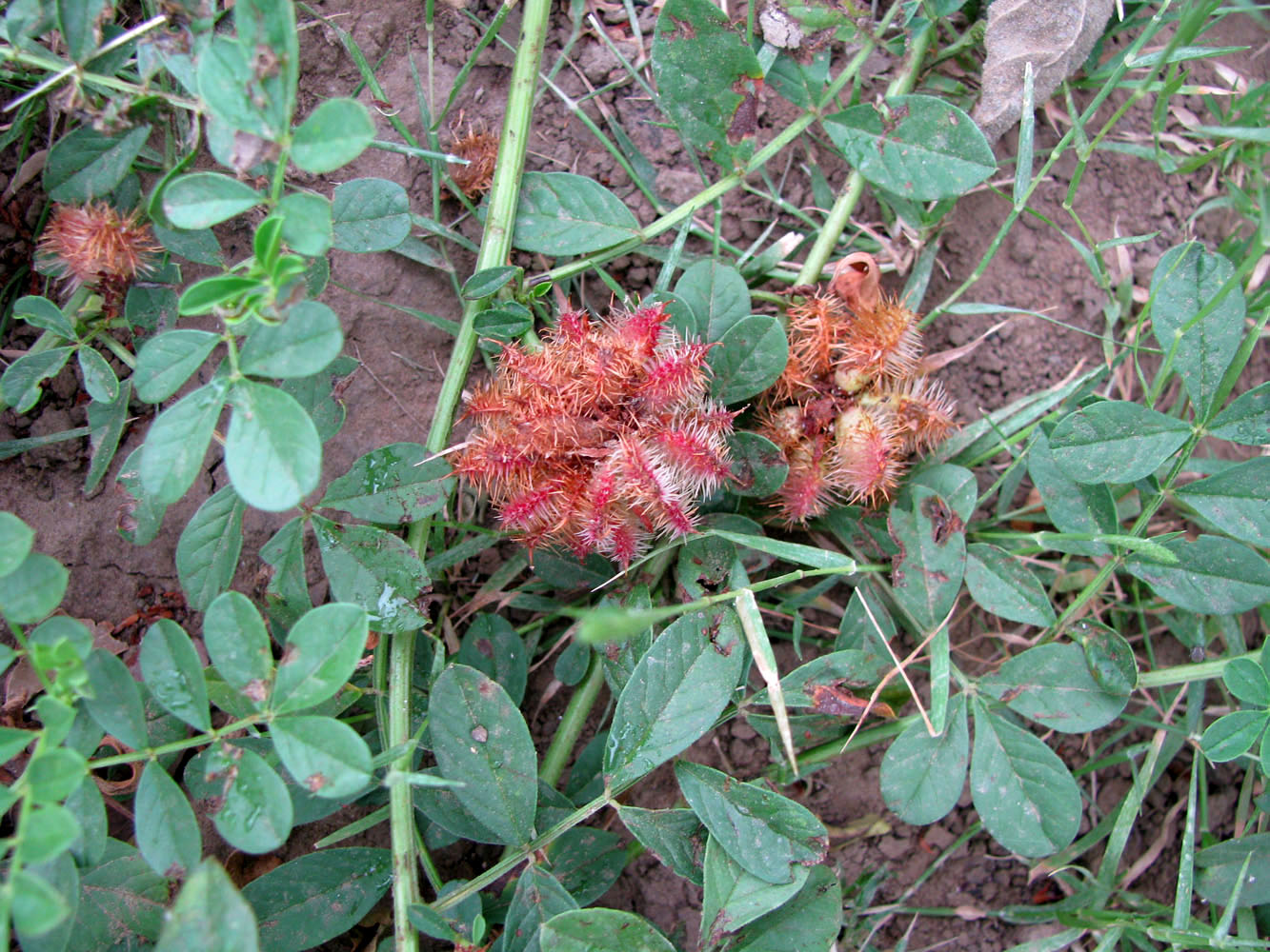 Image of Glycyrrhiza echinata specimen.