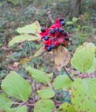 Paeonia daurica