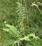 Dryopteris cristata. Растение в березняке осоково-долгомошно-сфагновом. Тверская обл., Центрально-Лесной заповедник, 36-й квартал. 25.08.2012.