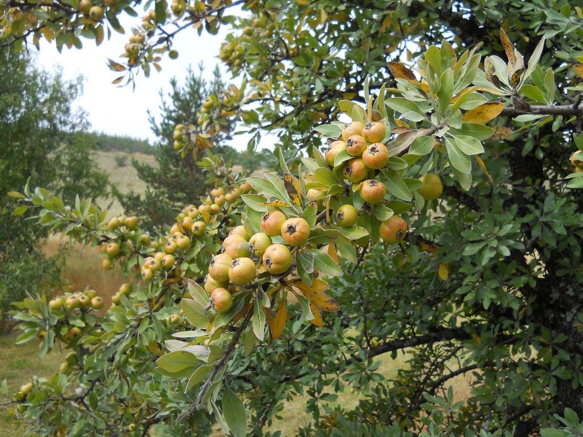 Изображение особи Pyrus elaeagrifolia.