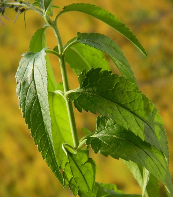 Изображение особи Veronica longifolia.