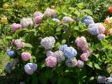 Hydrangea macrophylla. Цветущее растение. Подмосковье, г. Одинцово, сквер Одинцовского гуманитарного института. Август 2012 г.