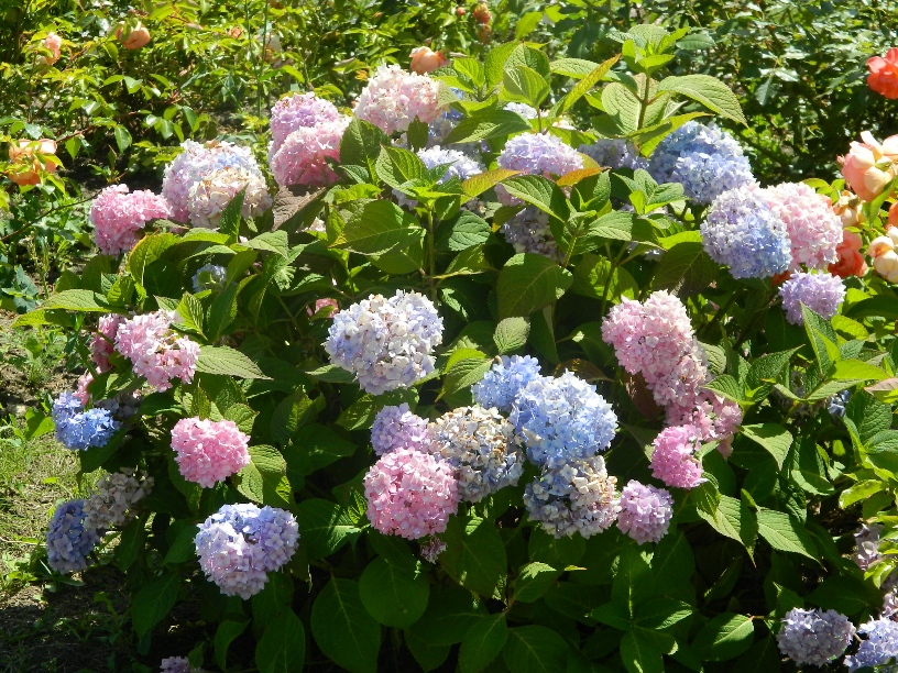 Изображение особи Hydrangea macrophylla.