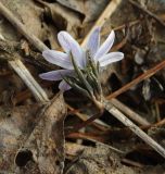 Anemone altaica