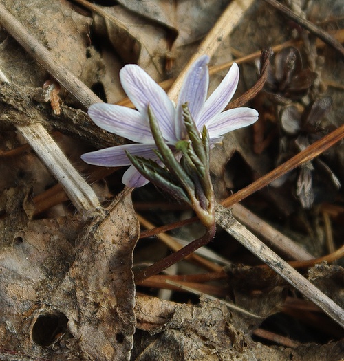 Изображение особи Anemone altaica.