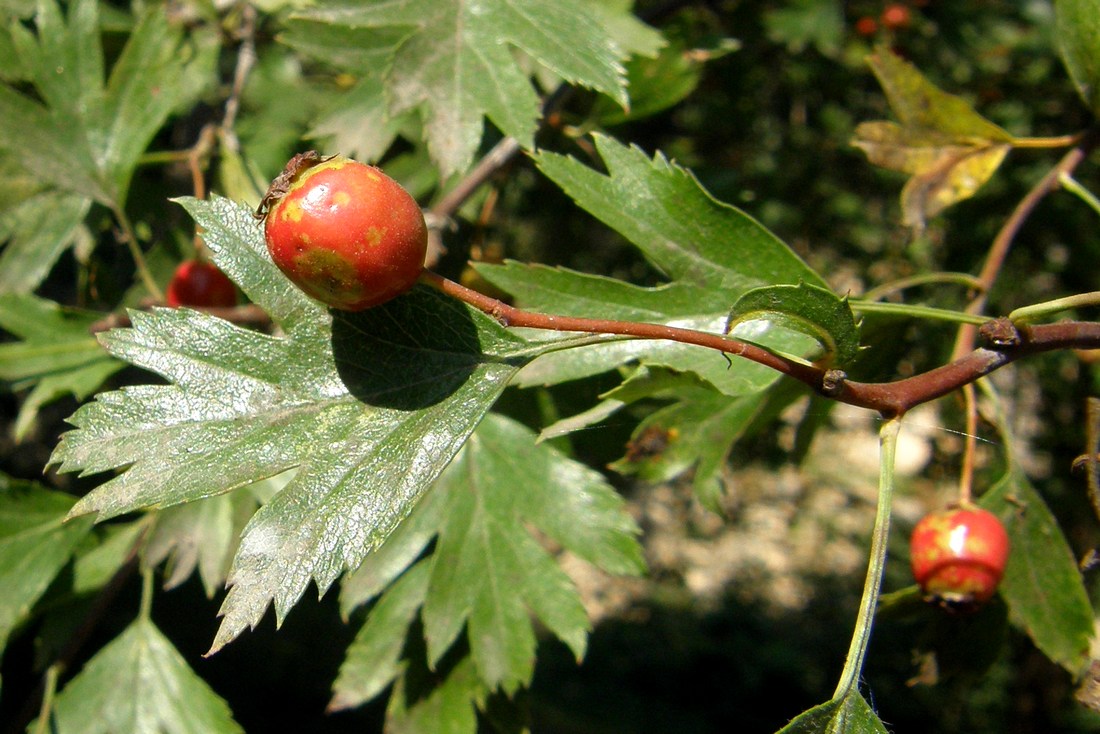 Image of Crataegus rhipidophylla specimen.