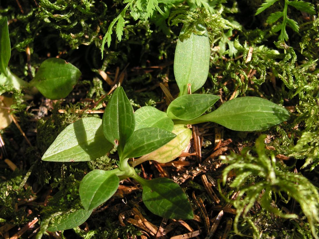 Изображение особи Goodyera repens.