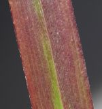 Panicum virgatum