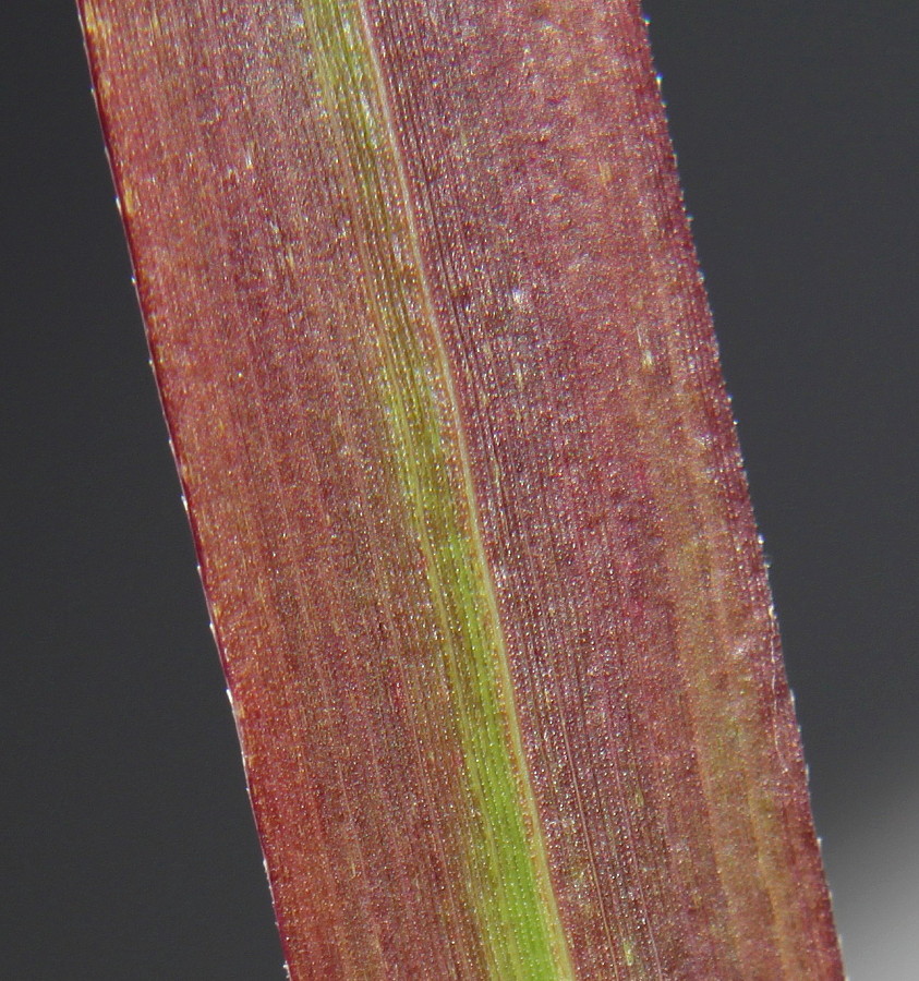 Image of Panicum virgatum specimen.