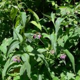 Symphytum officinale. Верхушки цветущих растений. Москва, склон Воробьёвых гор. 04.07.2012.