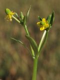 View full-size image Ranunculus sceleratus