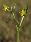 Ranunculus sceleratus