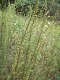 Artemisia campestris