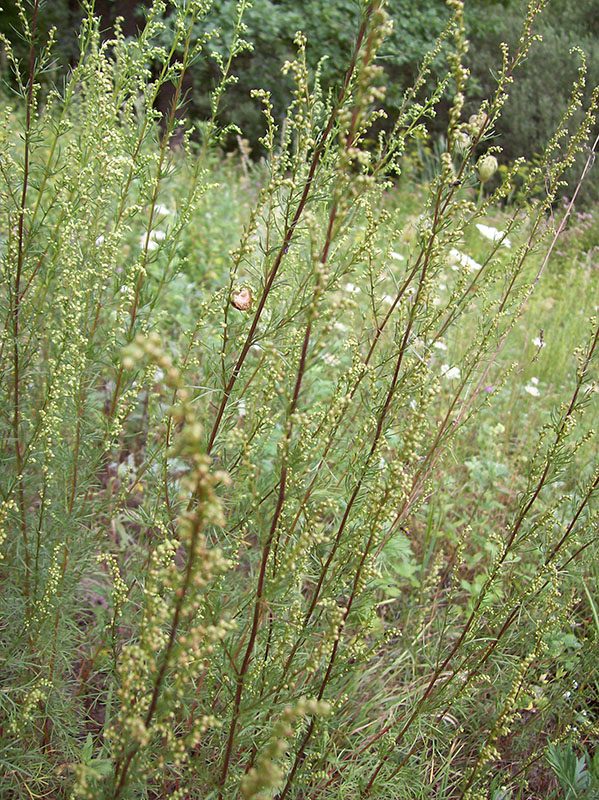 Изображение особи Artemisia campestris.