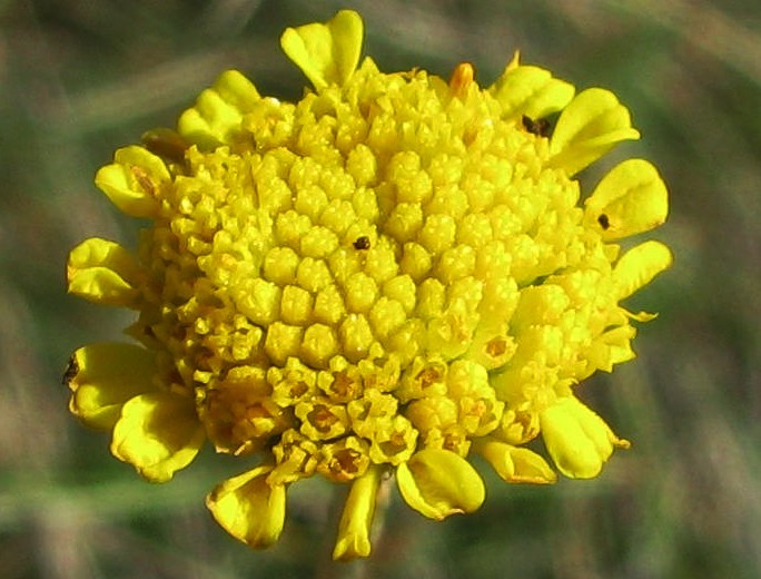 Image of Tanacetum kittaryanum specimen.