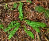 Blechnum spicant