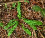 Blechnum spicant