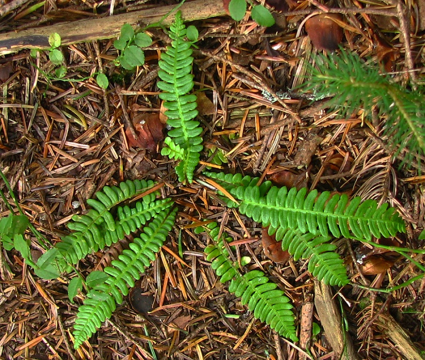 Image of Blechnum spicant specimen.