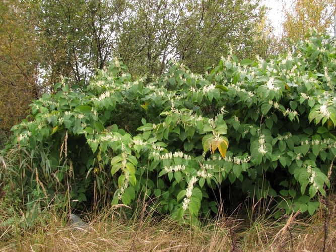 Изображение особи Reynoutria japonica.