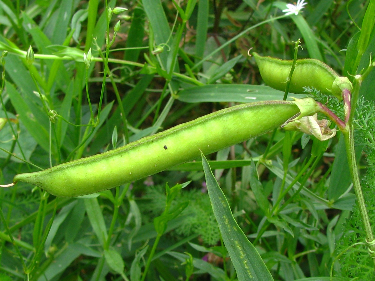 Изображение особи Lathyrus sylvestris.