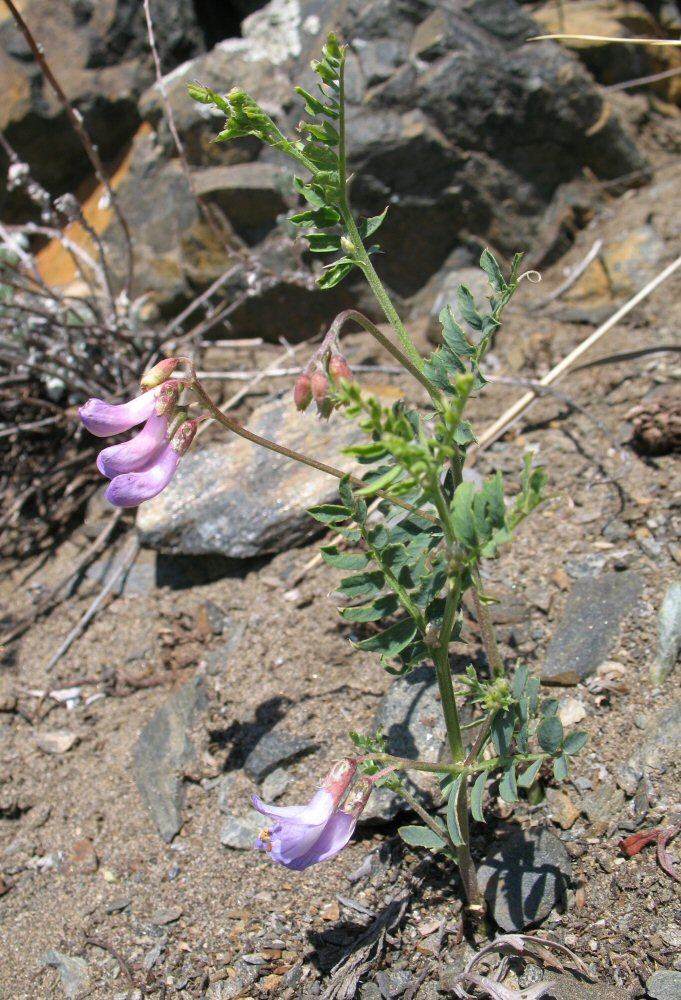 Изображение особи Vicia olchonensis.