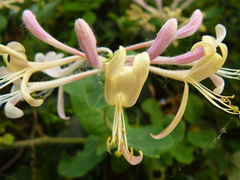 Изображение особи Lonicera japonica.