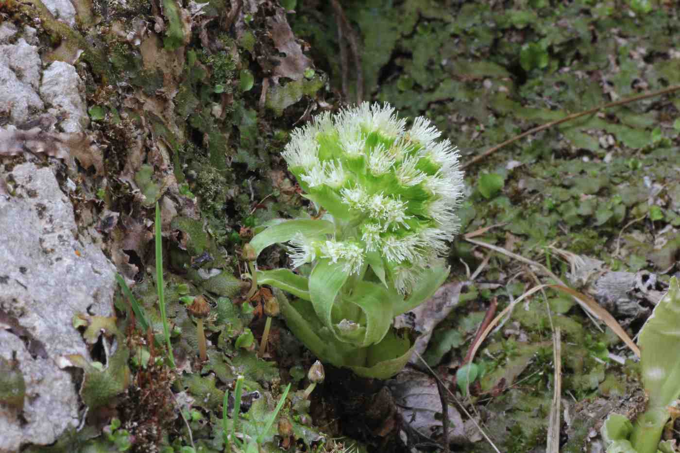 Image of Petasites albus specimen.