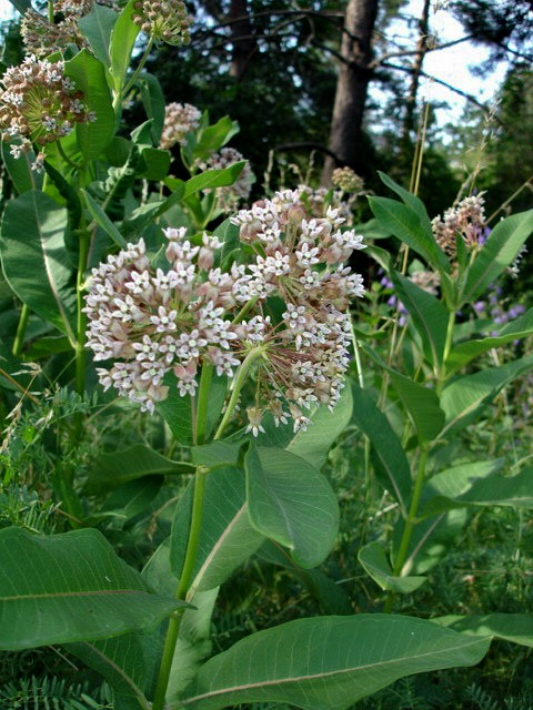 Изображение особи Asclepias syriaca.