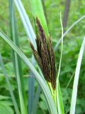 Carex riparia