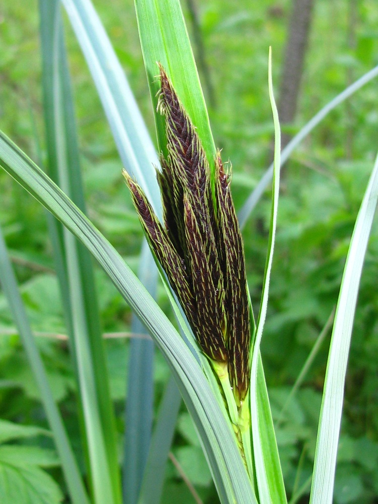 Изображение особи Carex riparia.