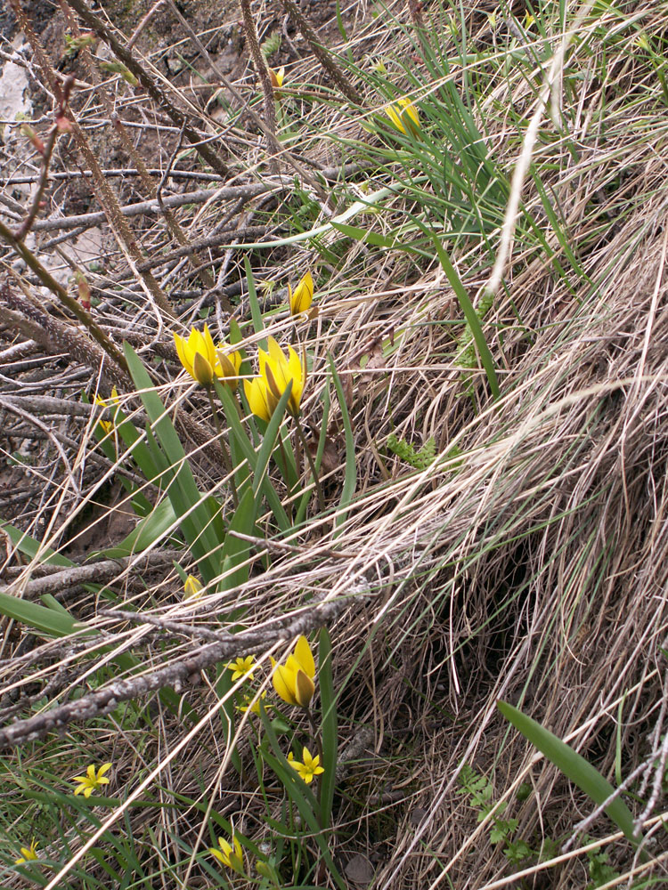 Image of Tulipa dasystemon specimen.