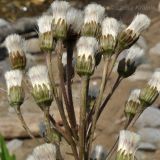 Petasites tatewakianus