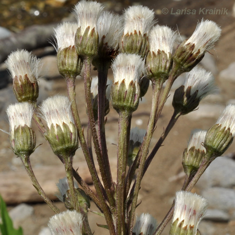 Изображение особи Petasites tatewakianus.