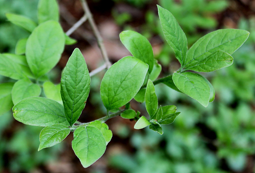 Image of Chionanthus retusus specimen.