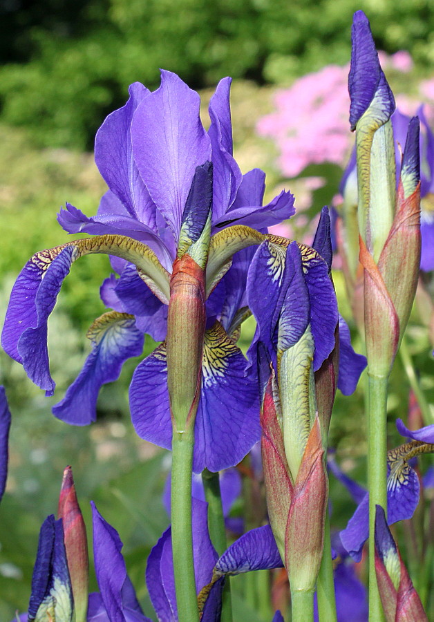 Image of Iris sanguinea specimen.