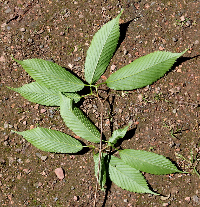 Изображение особи Acer carpinifolium.