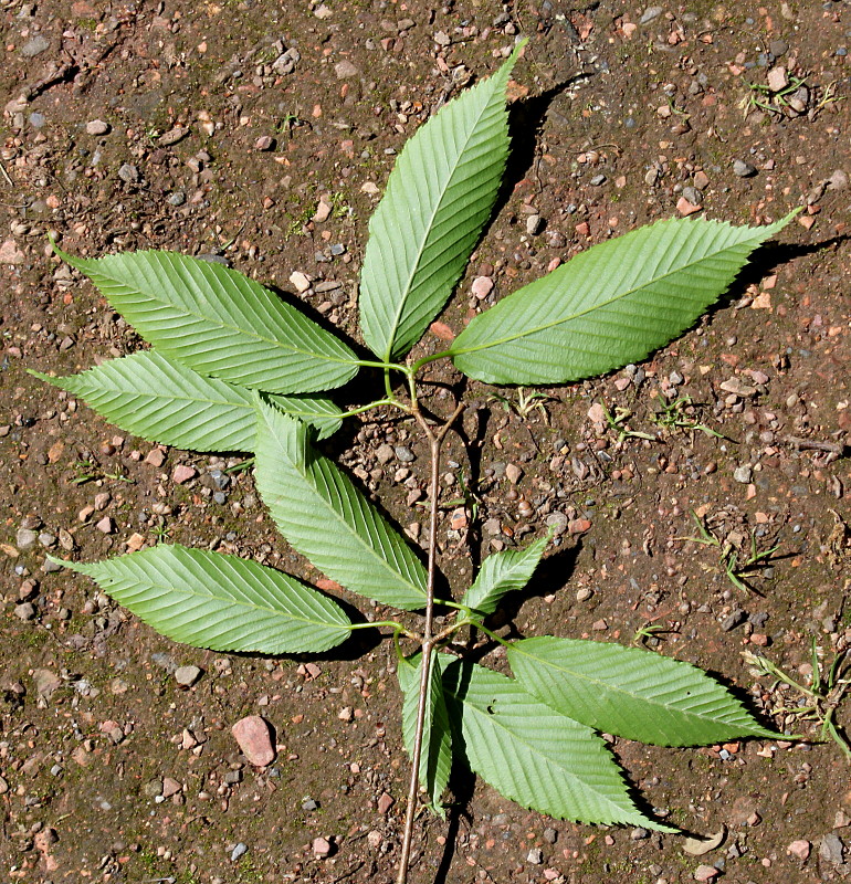 Image of Acer carpinifolium specimen.