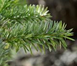 Image of taxon representative. Author is Роланд Цандекидис