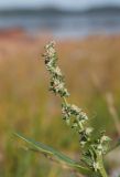 Atriplex nudicaulis. Верхушка цветущего растения. Мурманская обл., Североморский р-н, окр. пос. Росляково, литораль Кольского залива. 07.07.2013.