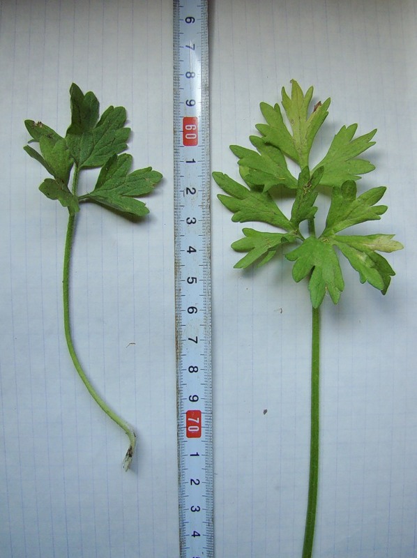 Image of Ranunculus sardous specimen.