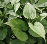 Lunaria rediviva