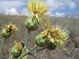 Centaurea salonitana