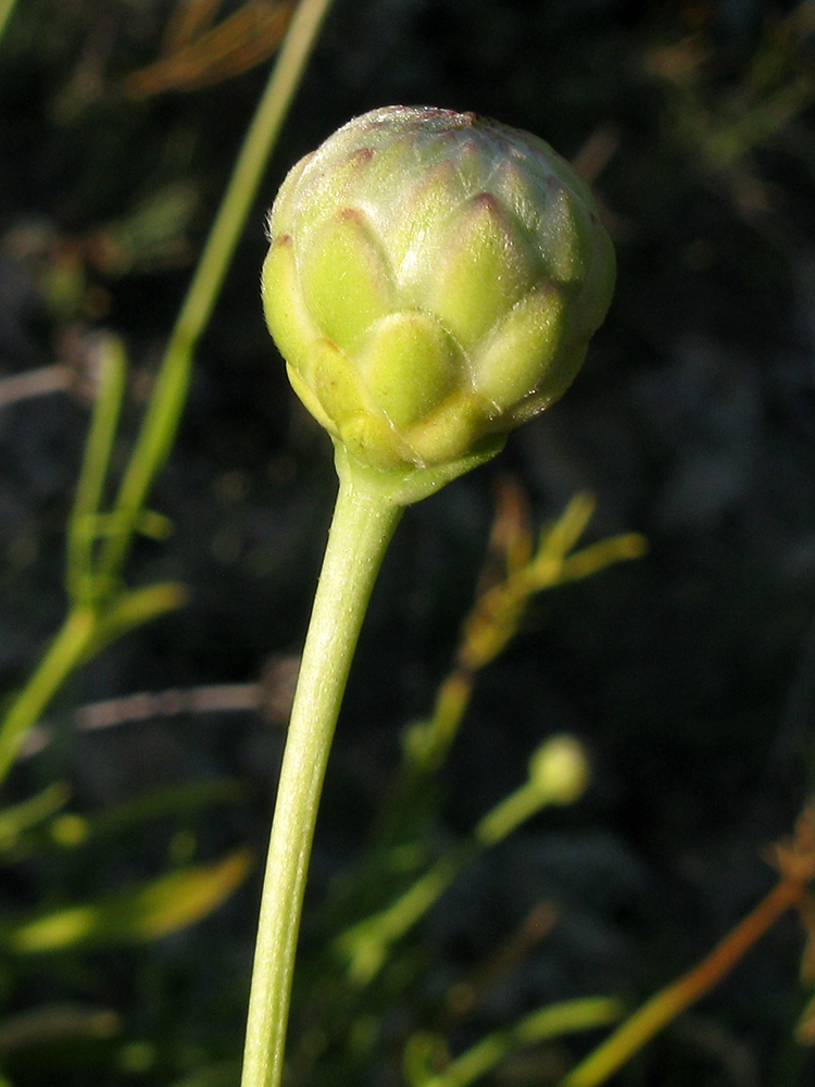 Изображение особи Cephalaria coriacea.