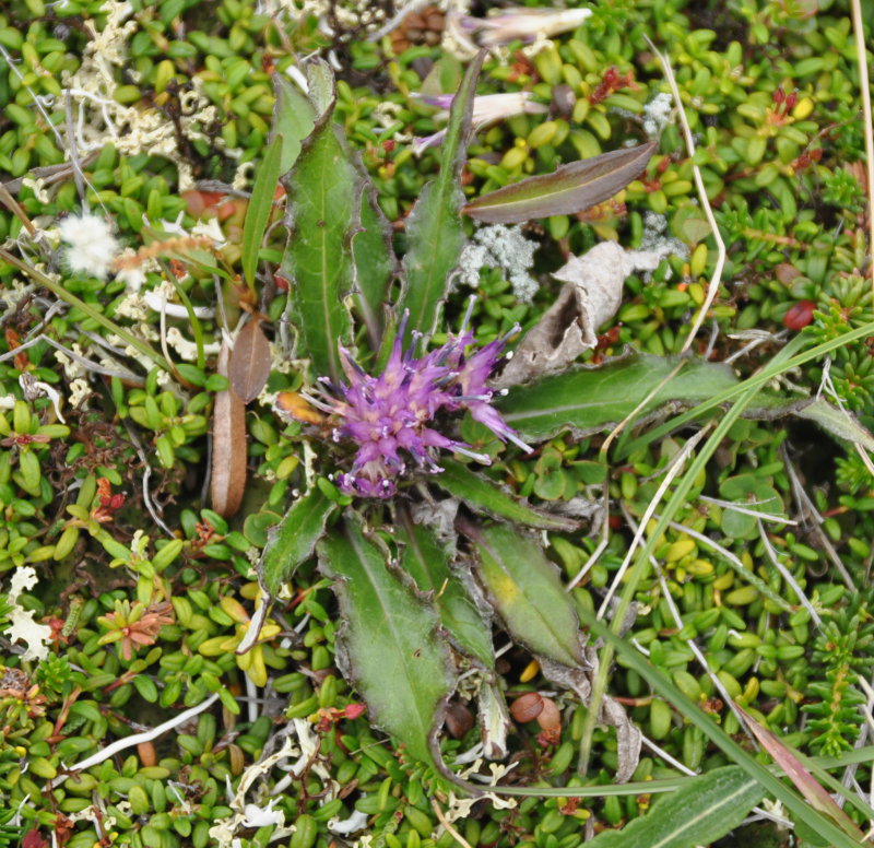 Image of Saussurea tilesii specimen.