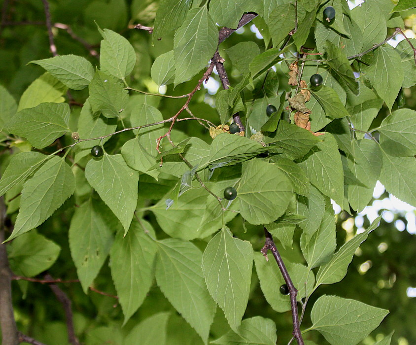 Изображение особи Celtis australis.