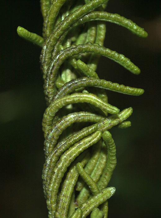 Изображение особи Matteuccia struthiopteris.