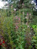 Celosia spicata