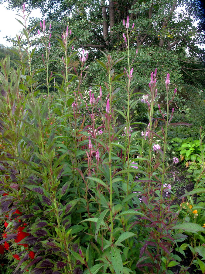 Изображение особи Celosia spicata.